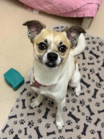 Enlarge Joe, a Adoptable Mixed Breed in Pleasanton, CA image 2/3