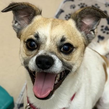 Enlarge Joe, a Adoptable Mixed Breed in Pleasanton, CA image 3/3