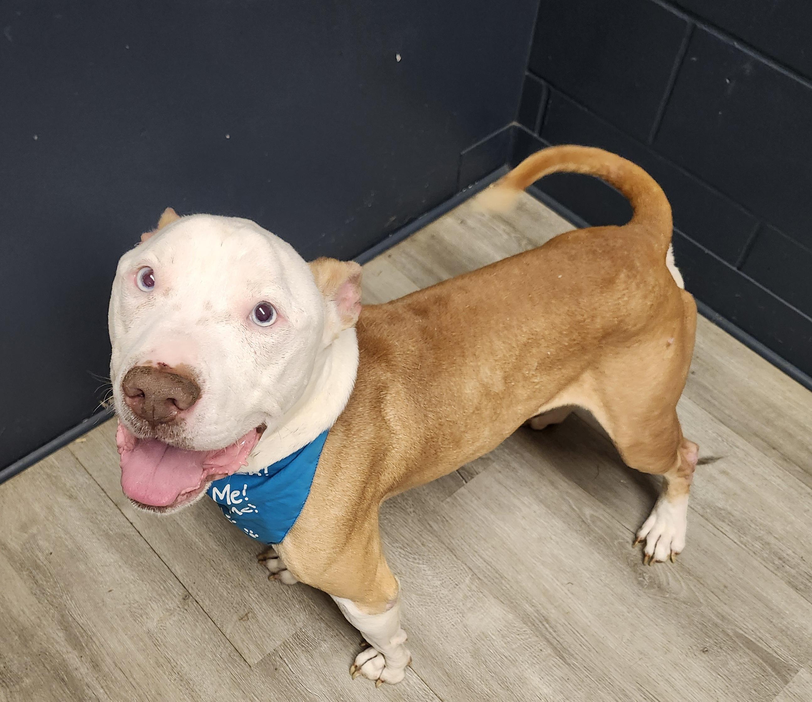 Mercutio, Adoptable, Adult Male Pit Bull Terrier.