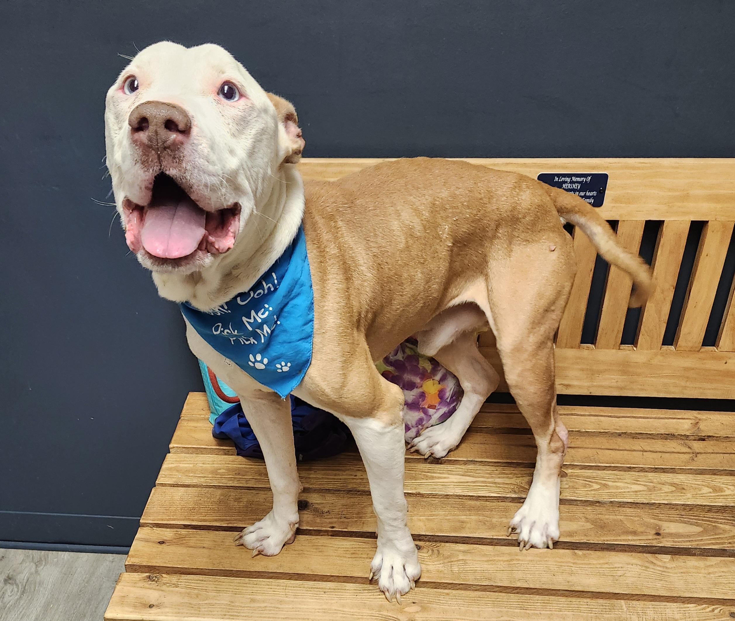 Mercutio, Adoptable, Adult Male Pit Bull Terrier.