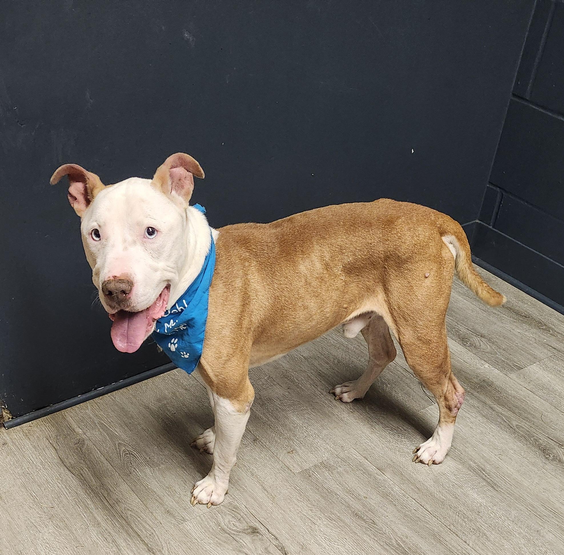 Enlarge Mercutio, a Adoptable mixed breed in Mansfield, OH image 3/4