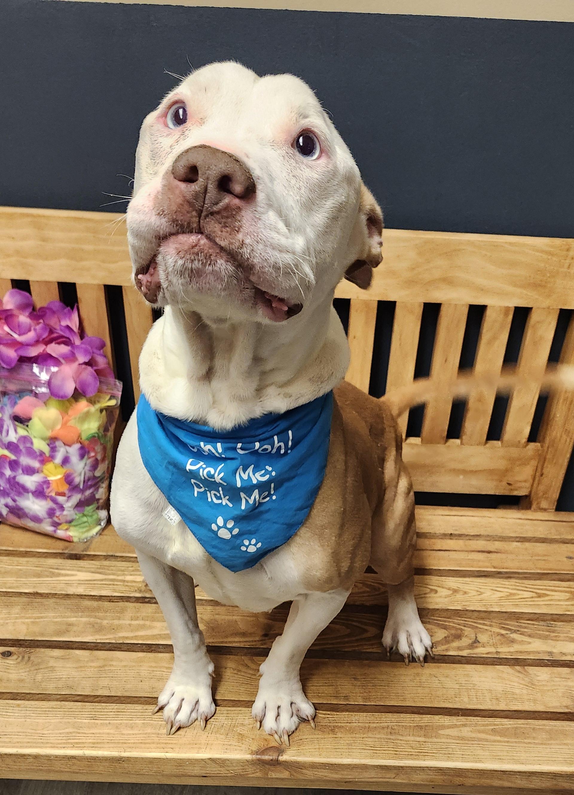 Enlarge Mercutio, a Adoptable mixed breed in Mansfield, OH image 4/4