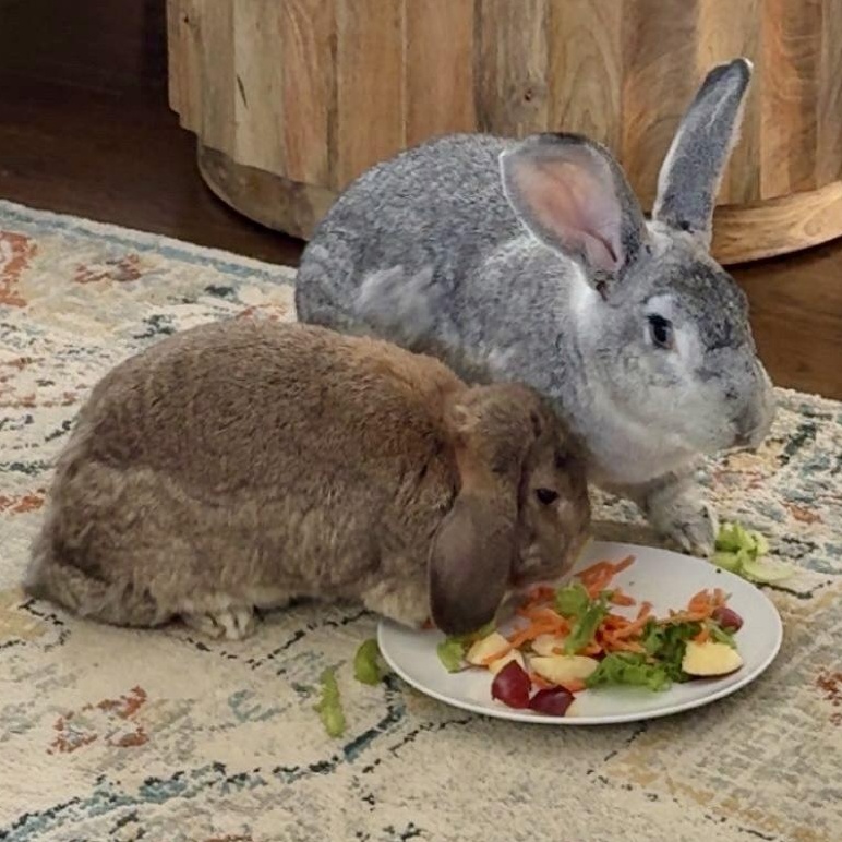 Enlarge Mochi & Miso, a ADOPTABLE mixed breed in Navarre, FL image 3/6