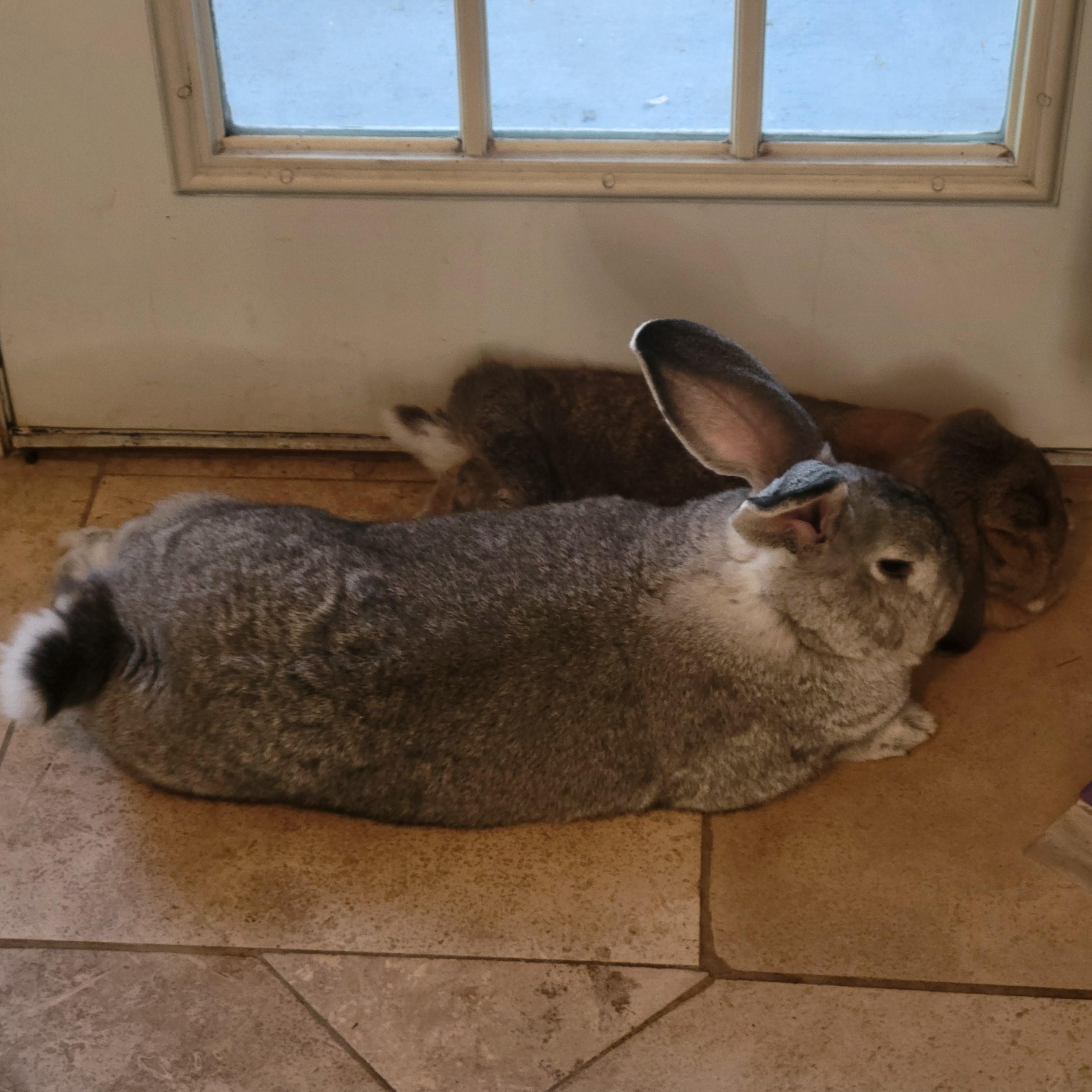 Enlarge Mochi & Miso, a ADOPTABLE mixed breed in Navarre, FL image 2/6