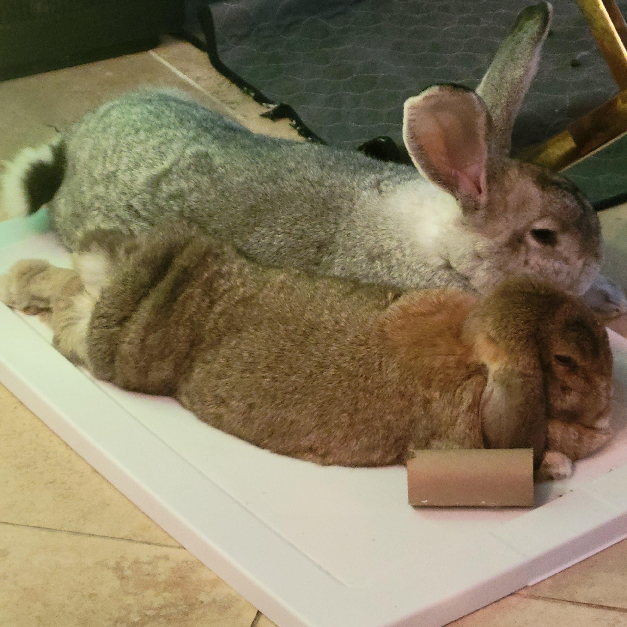 Enlarge Mochi & Miso, a ADOPTABLE mixed breed in Navarre, FL image 1/6