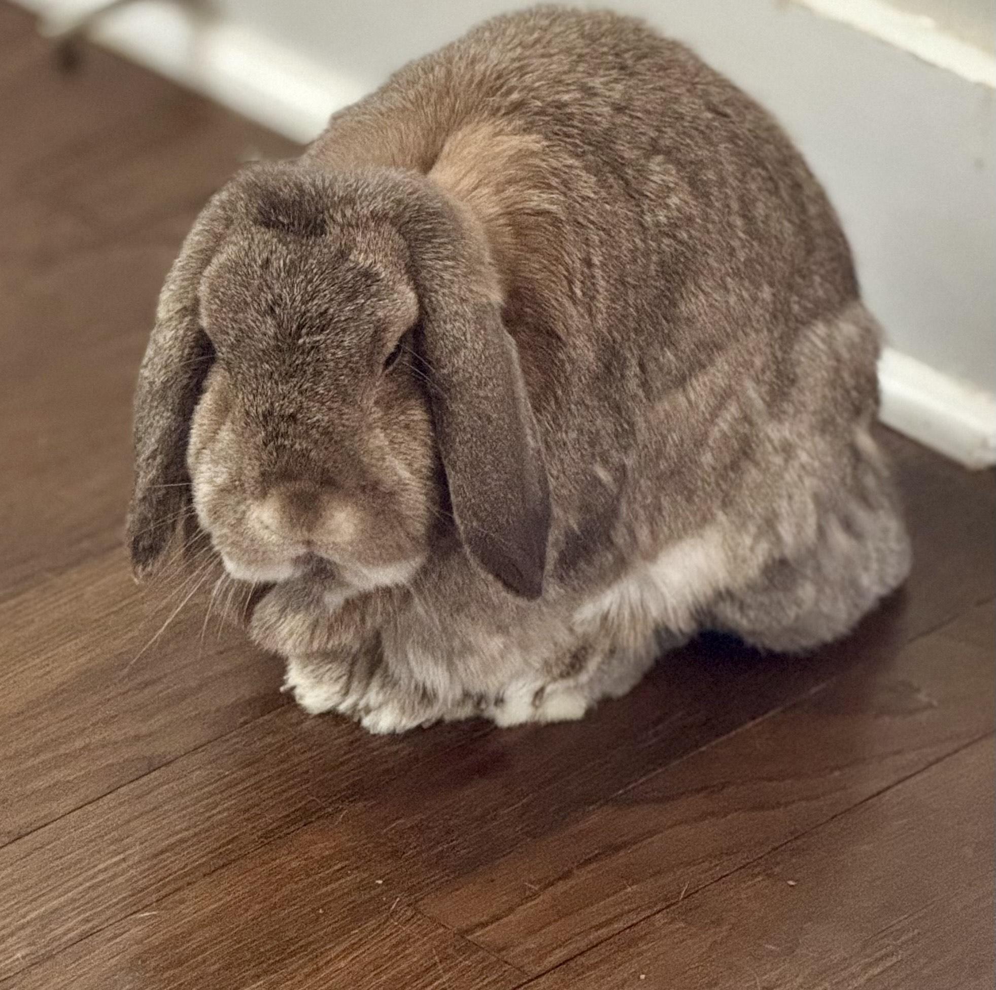 Enlarge Mochi & Miso, a ADOPTABLE mixed breed in Navarre, FL image 4/6