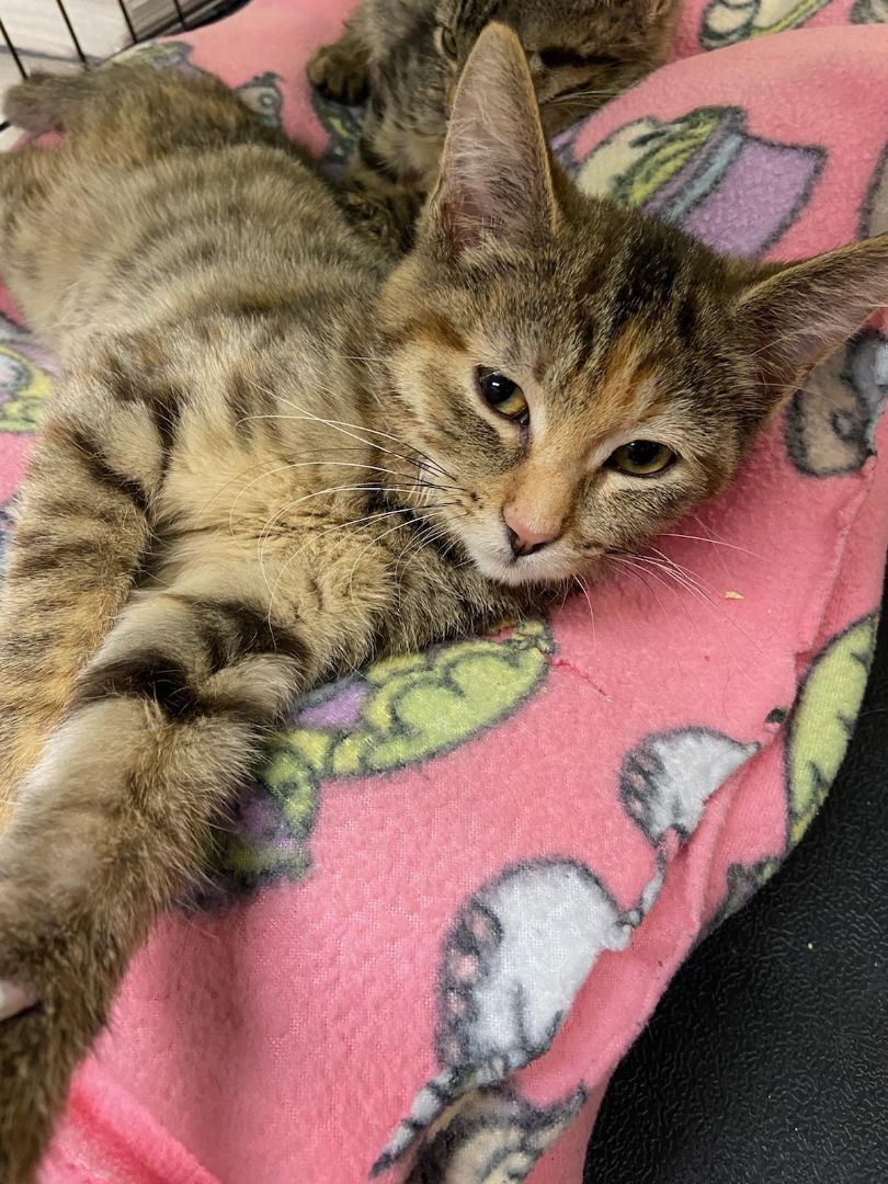 Alice, Baby Female unknown