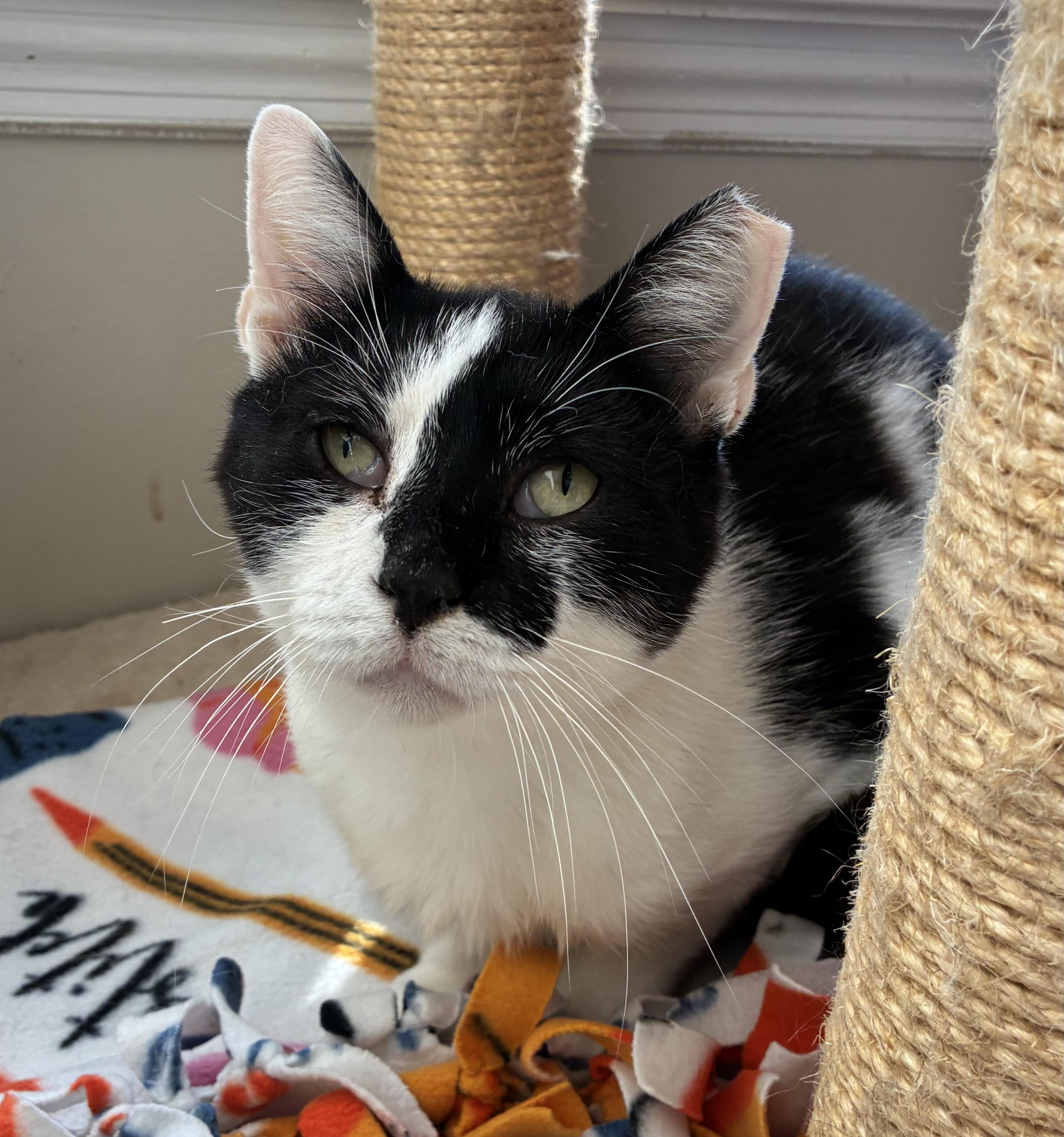 Enlarge Sprinter (FIV+), a Adoptable Domestic Short Hair in Breinigsville, PA image 1/1