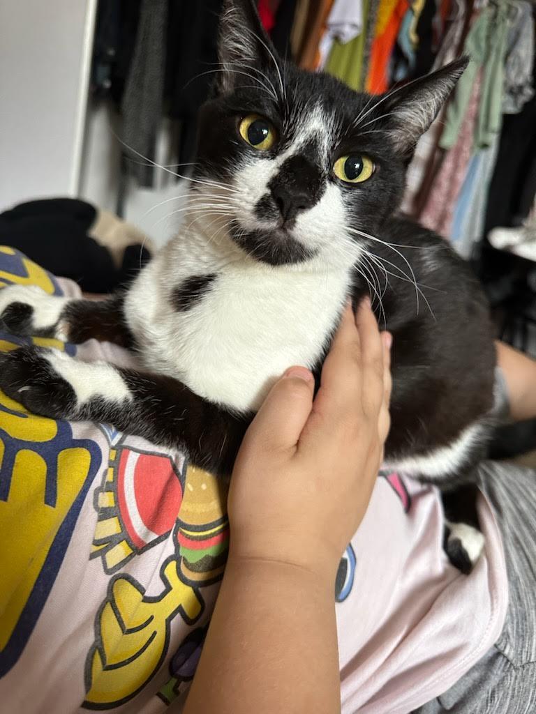 Oreo - Super Mellow, a ADOPTABLE Domestic Short Hair in Fountain Valley, CA image 2/3
