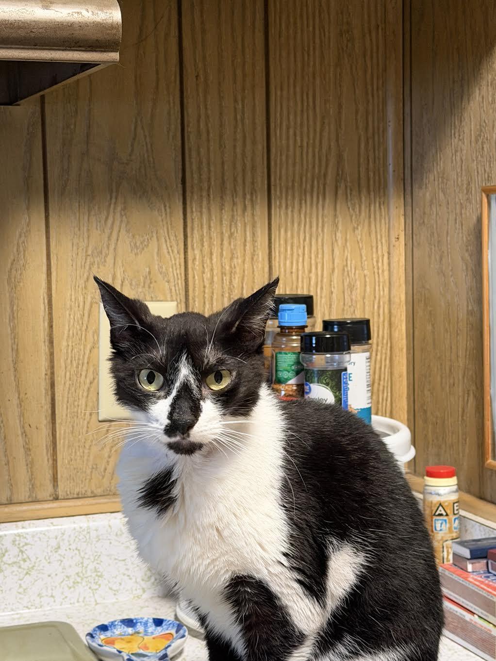 Oreo - Super Mellow, a ADOPTABLE Domestic Short Hair in Fountain Valley, CA image 3/3