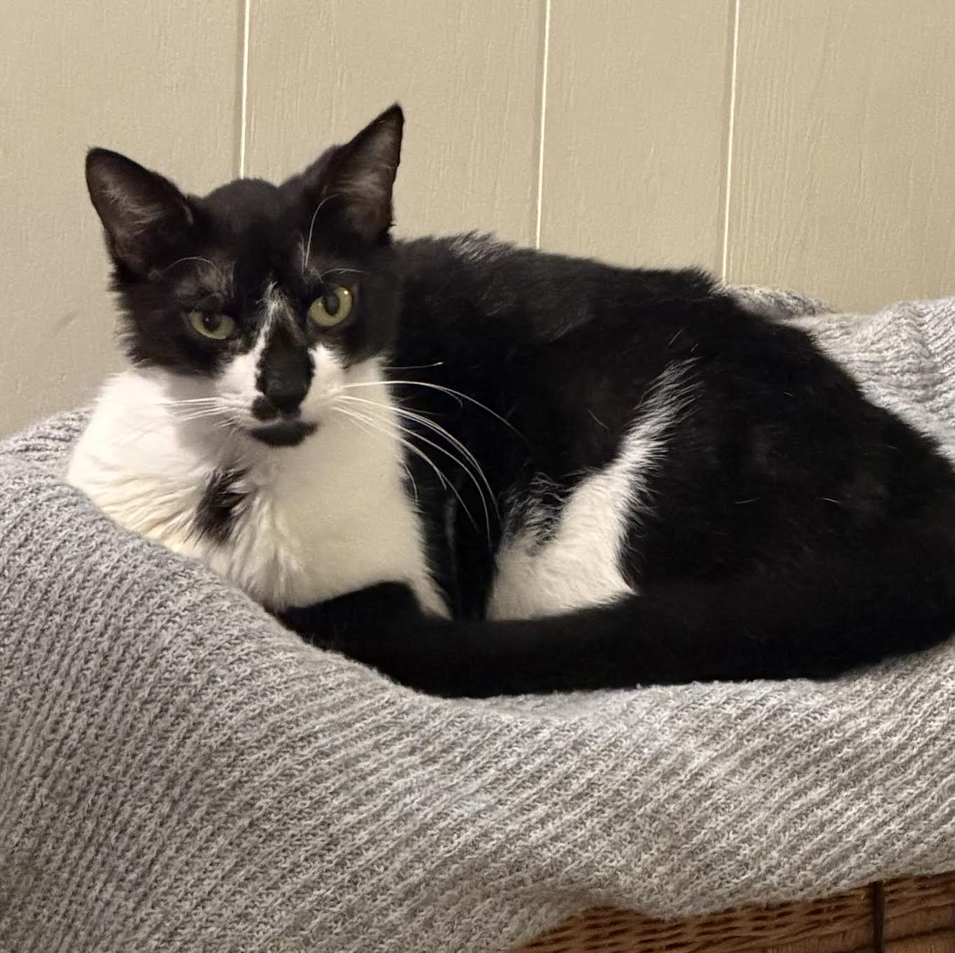 Oreo - Super Mellow, ADOPTABLE, Young Male Domestic Short Hair.