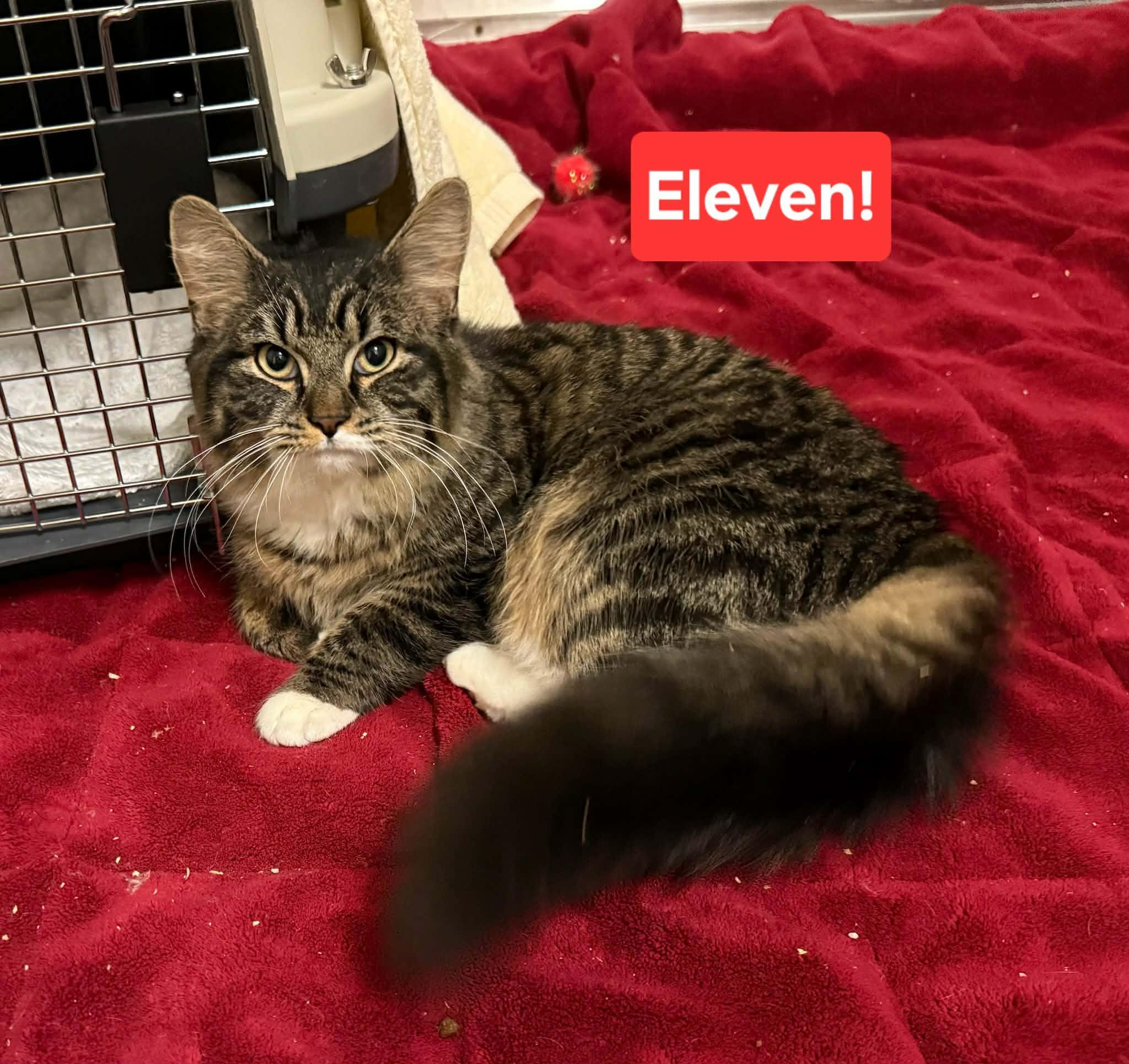 Enlarge Eleven, a ADOPTABLE Domestic Medium Hair in Stratford, CT image 2/2