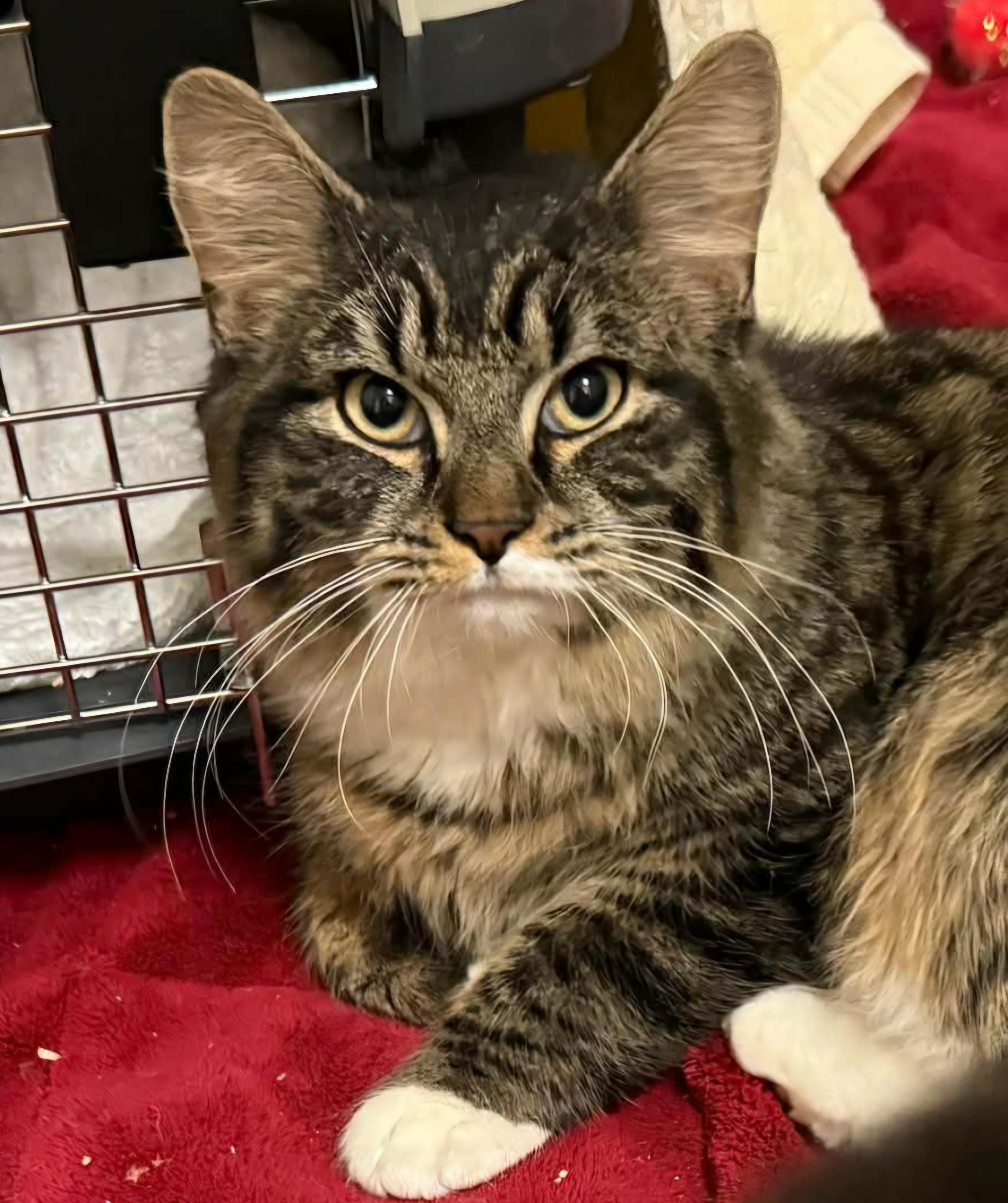 Eleven, a ADOPTABLE Domestic Medium Hair in Stratford, CT image 2/2