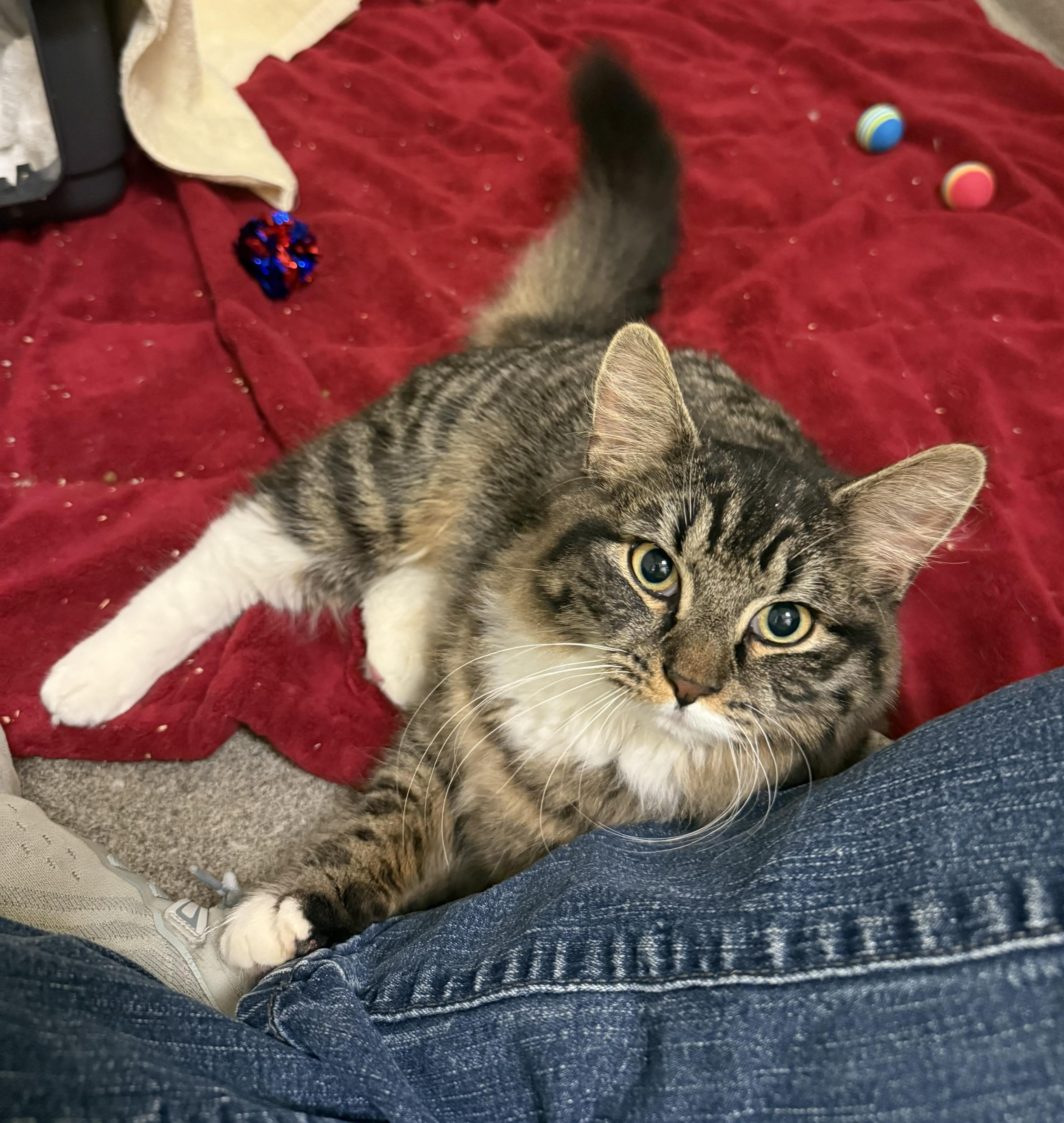 Eleven, ADOPTABLE, Adult Female Domestic Medium Hair.