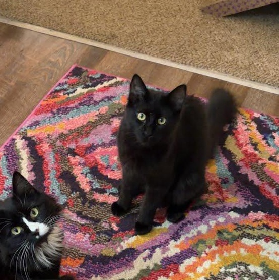 Enlarge Hugo Boss, a ADOPTABLE Domestic Medium Hair in Oswego, NY image 4/4