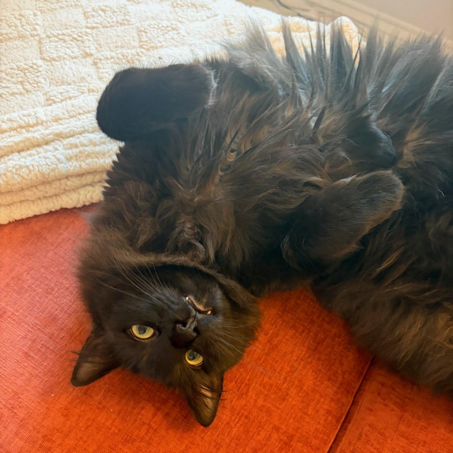 Hugo Boss, a ADOPTABLE Domestic Medium Hair in Oswego, NY image 1/4