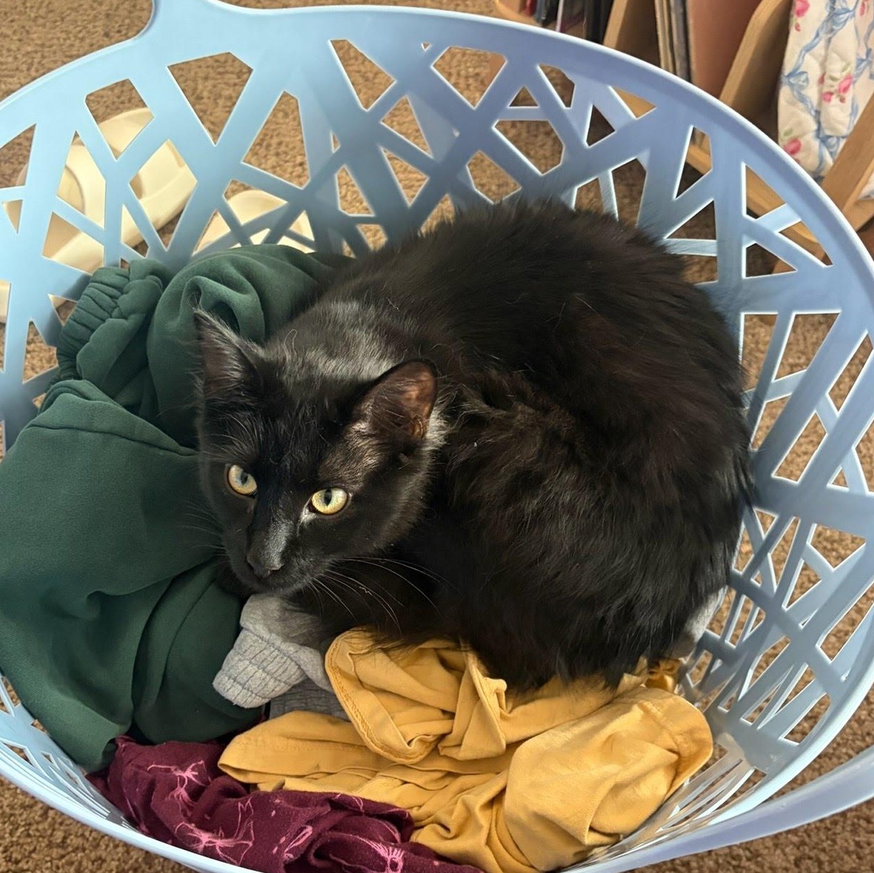 Enlarge Hugo Boss, a ADOPTABLE Domestic Medium Hair in Oswego, NY image 1/5