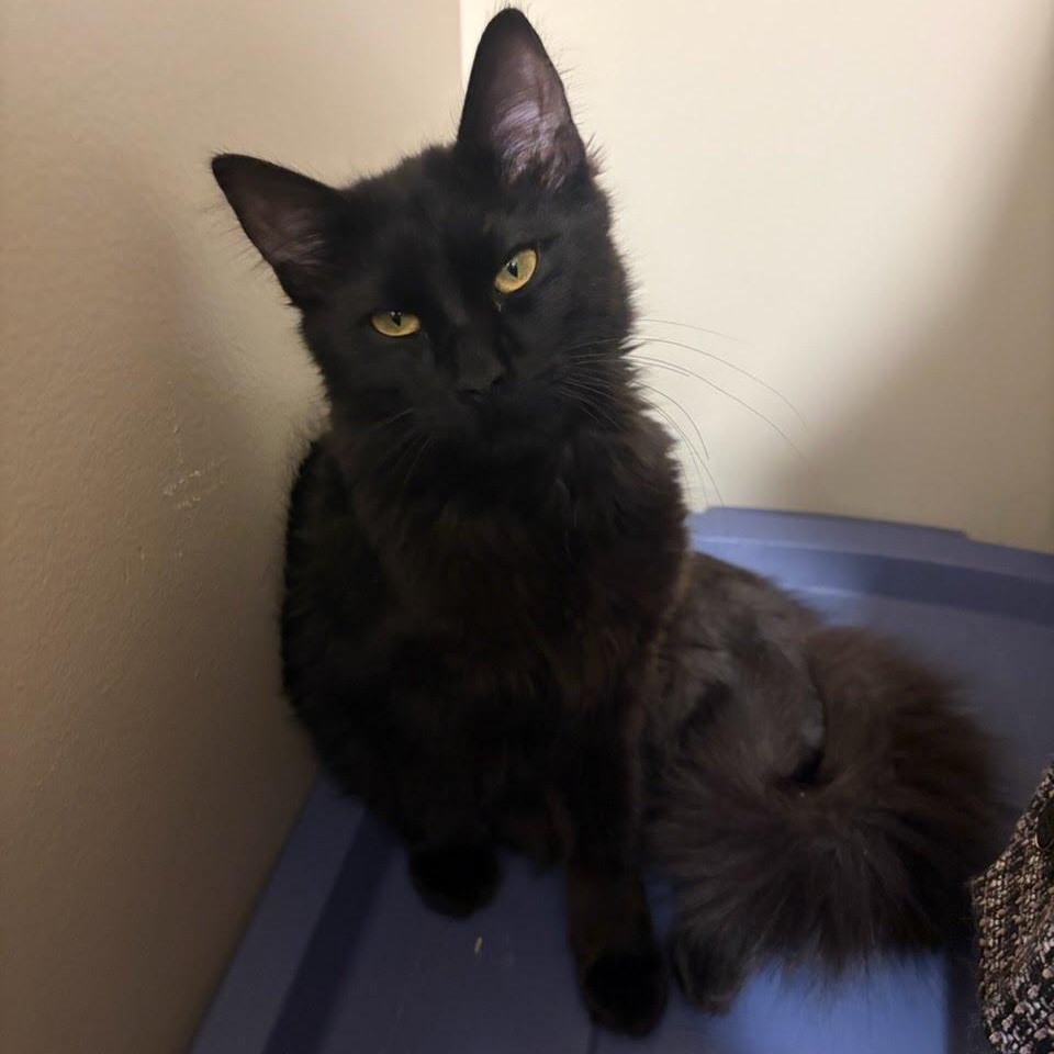 Enlarge Hugo Boss, a ADOPTABLE Domestic Medium Hair in Oswego, NY image 3/4
