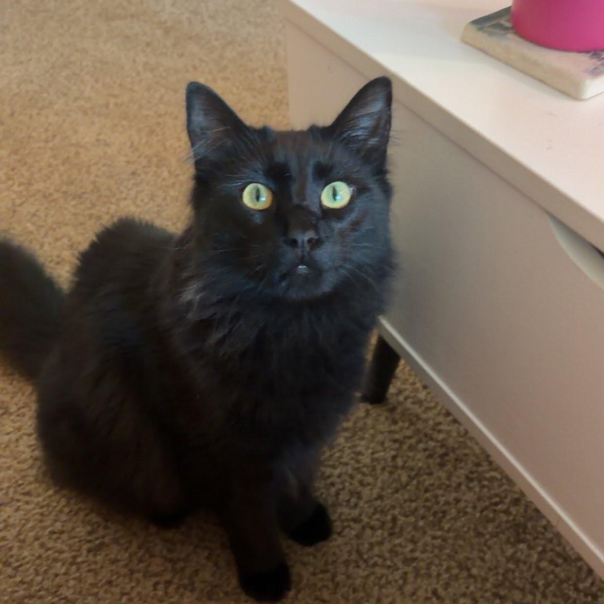 Hugo Boss, a ADOPTABLE Domestic Medium Hair in Oswego, NY image 4/4