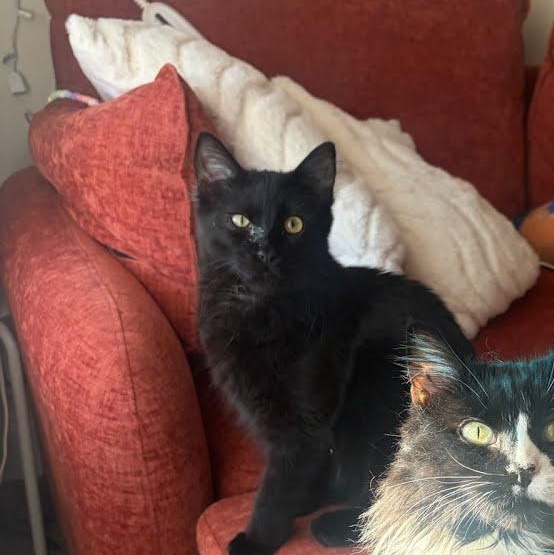 Hugo Boss, ADOPTABLE, Kitten Male Domestic Medium Hair.