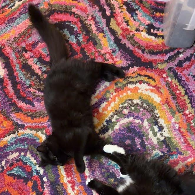 Enlarge Hugo Boss, a ADOPTABLE Domestic Medium Hair in Oswego, NY image 2/4