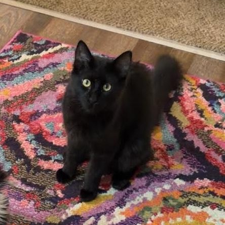 Hugo Boss, a ADOPTABLE Domestic Medium Hair in Oswego, NY image 3/4