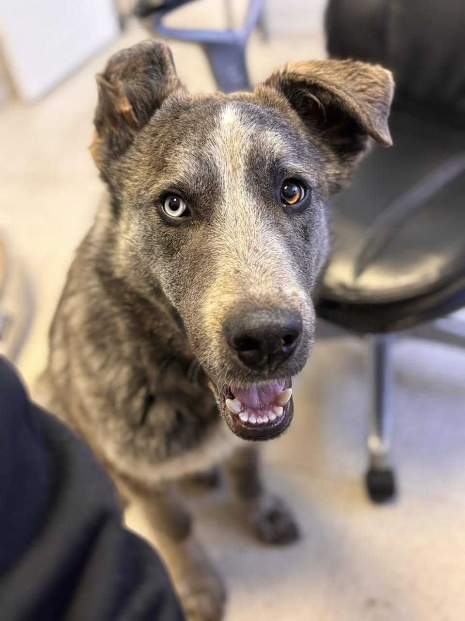 Enlarge Hawk, a ADOPTABLE mixed breed in Edmonton, AB image 3/4
