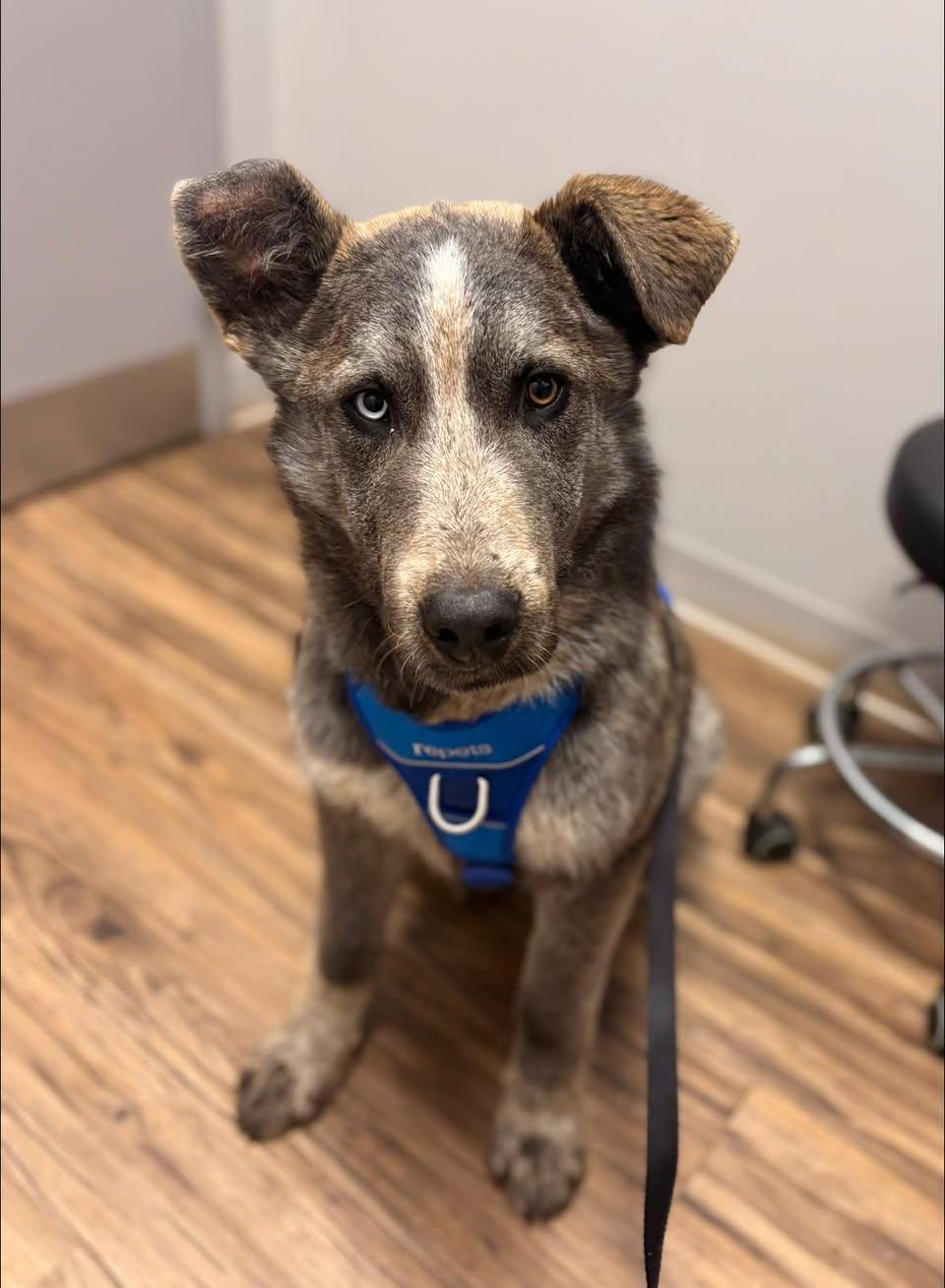 Hawk, ADOPTABLE, Young Male Husky.