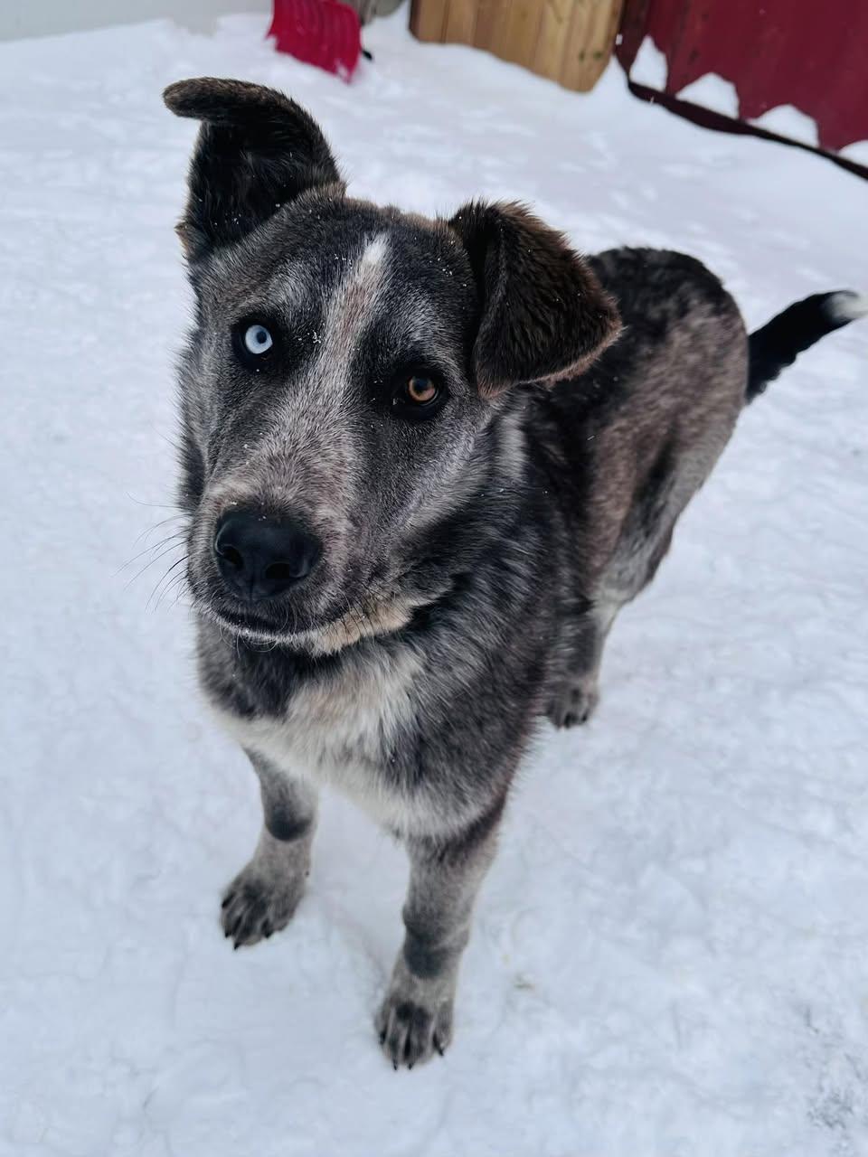 Enlarge Hawk, a ADOPTABLE mixed breed in Edmonton, AB image 2/4