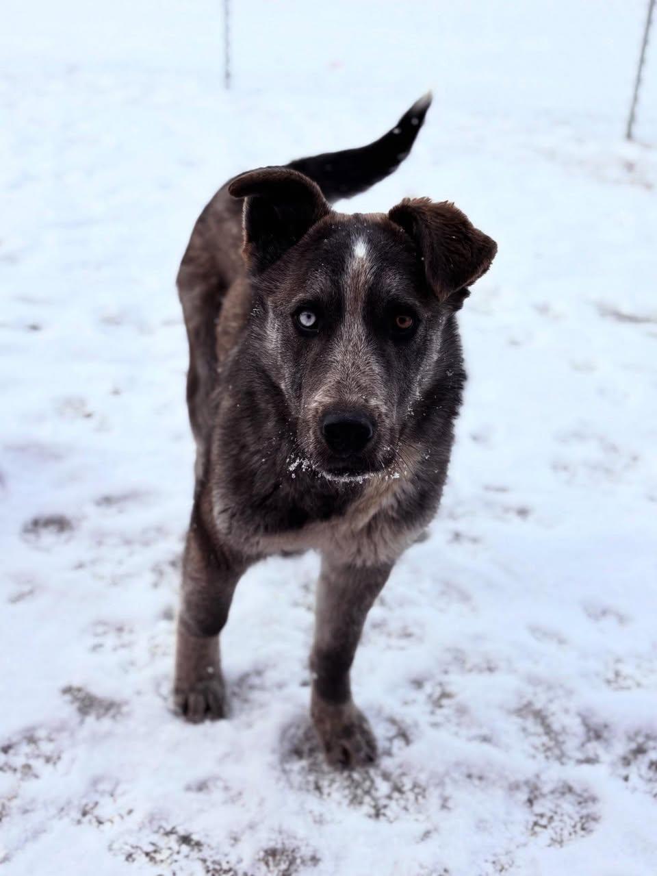 Enlarge Hawk, a ADOPTABLE mixed breed in Edmonton, AB image 4/4
