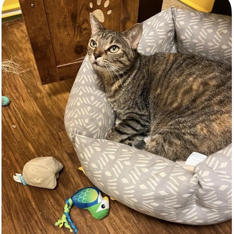 Enlarge Henna (bonded to Zen), an adopted mixed breed in Myrtle Beach, SC image 1/1