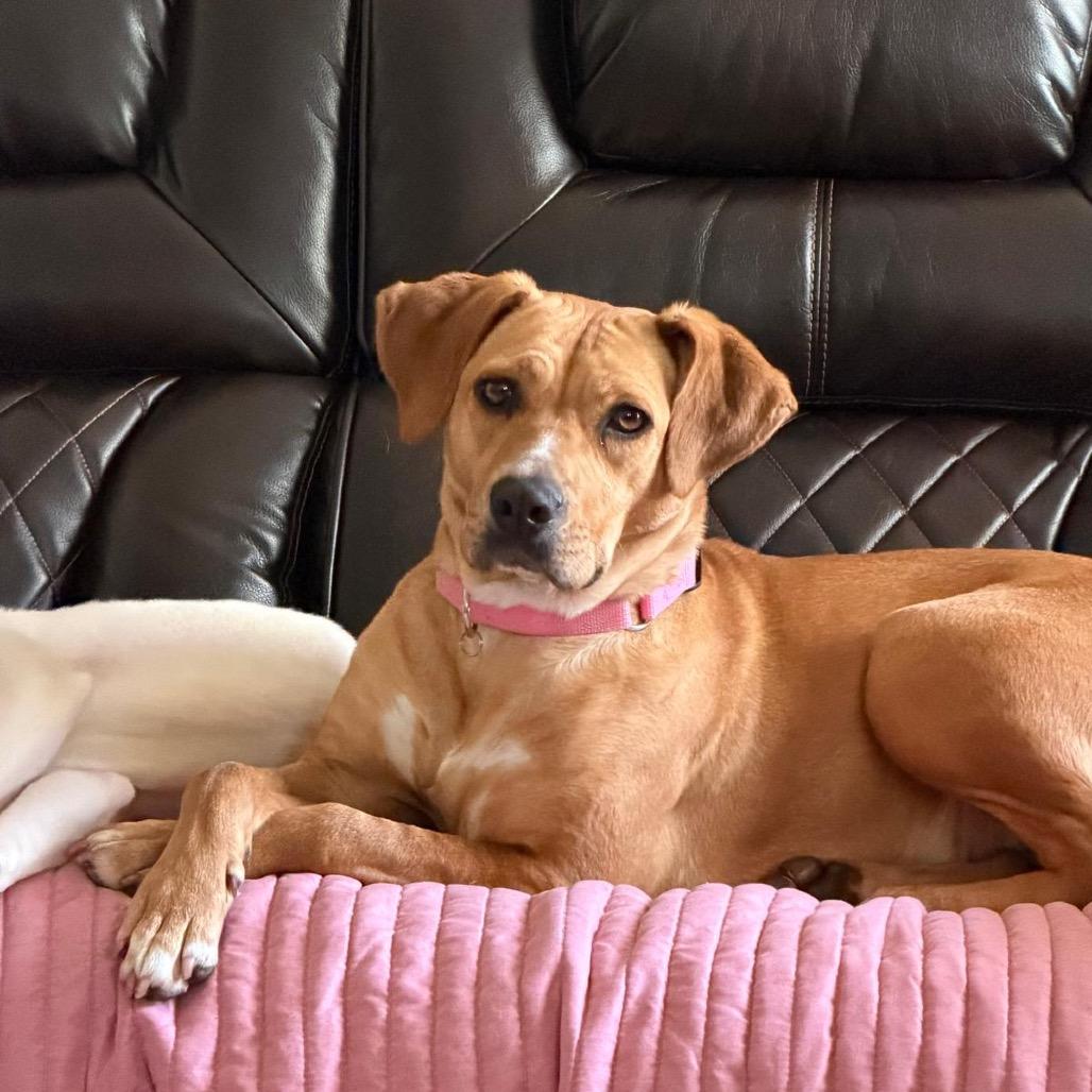 Enlarge Blondie, a Adoptable mixed breed in Tuscaloosa, AL image 1/6