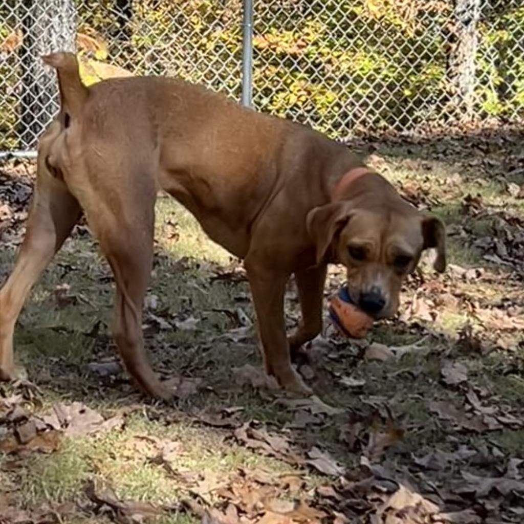 Enlarge Blondie, a Adoptable mixed breed in Tuscaloosa, AL image 1/6