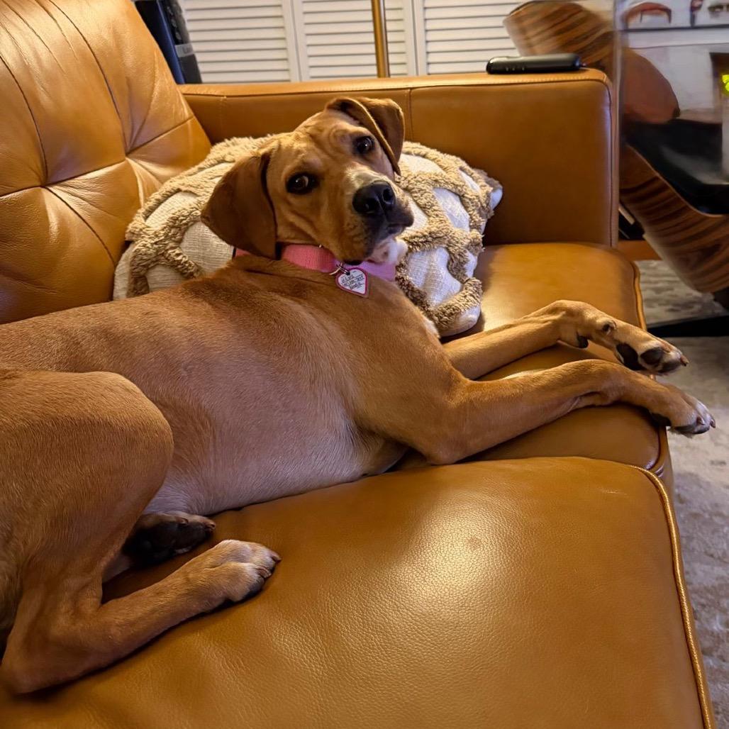 Enlarge Blondie, a Adoptable mixed breed in Tuscaloosa, AL image 2/6