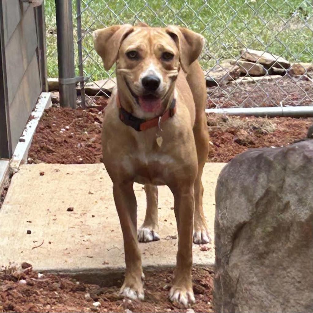 Enlarge Blondie, a Adoptable mixed breed in Tuscaloosa, AL image 3/6
