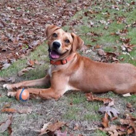Enlarge Blondie, a Adoptable mixed breed in Tuscaloosa, AL image 4/6