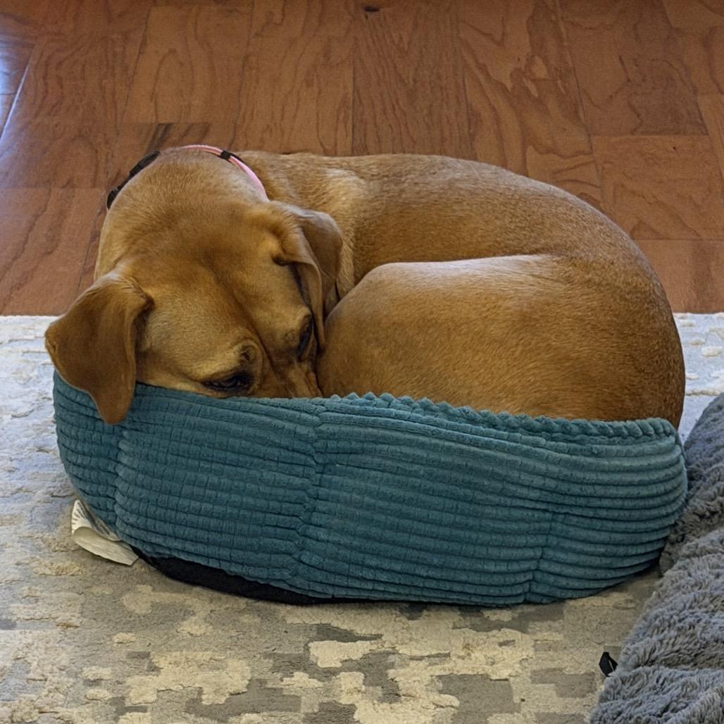 Enlarge Blondie, a Adoptable mixed breed in Tuscaloosa, AL image 3/6