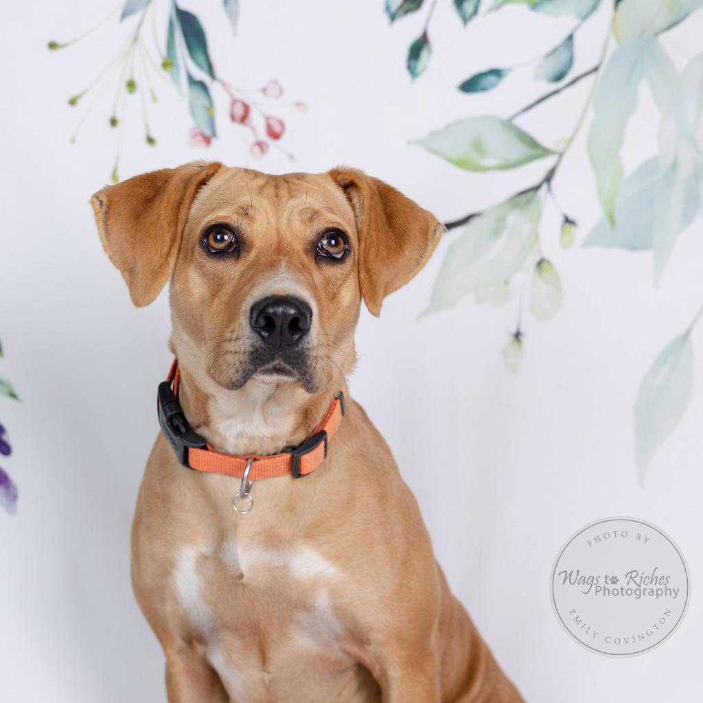 Enlarge Blondie, a Adoptable mixed breed in Tuscaloosa, AL image 5/6