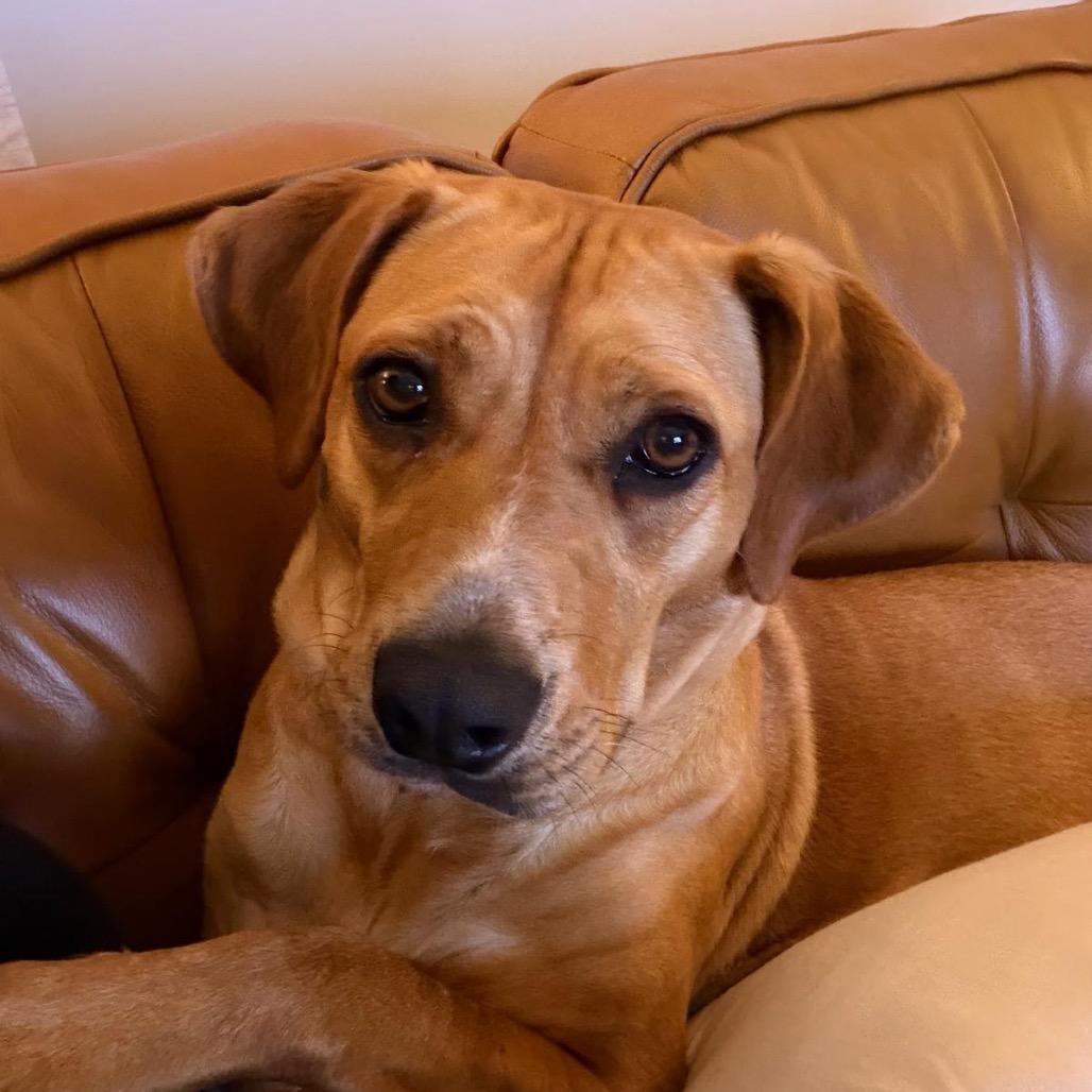 Enlarge Blondie, a Adoptable mixed breed in Tuscaloosa, AL image 4/6