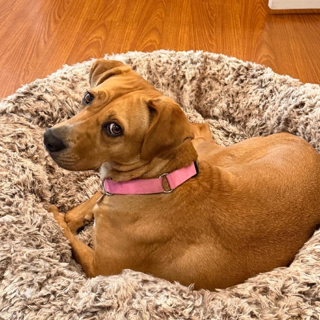 Enlarge Blondie, a Adoptable mixed breed in Tuscaloosa, AL image 5/6