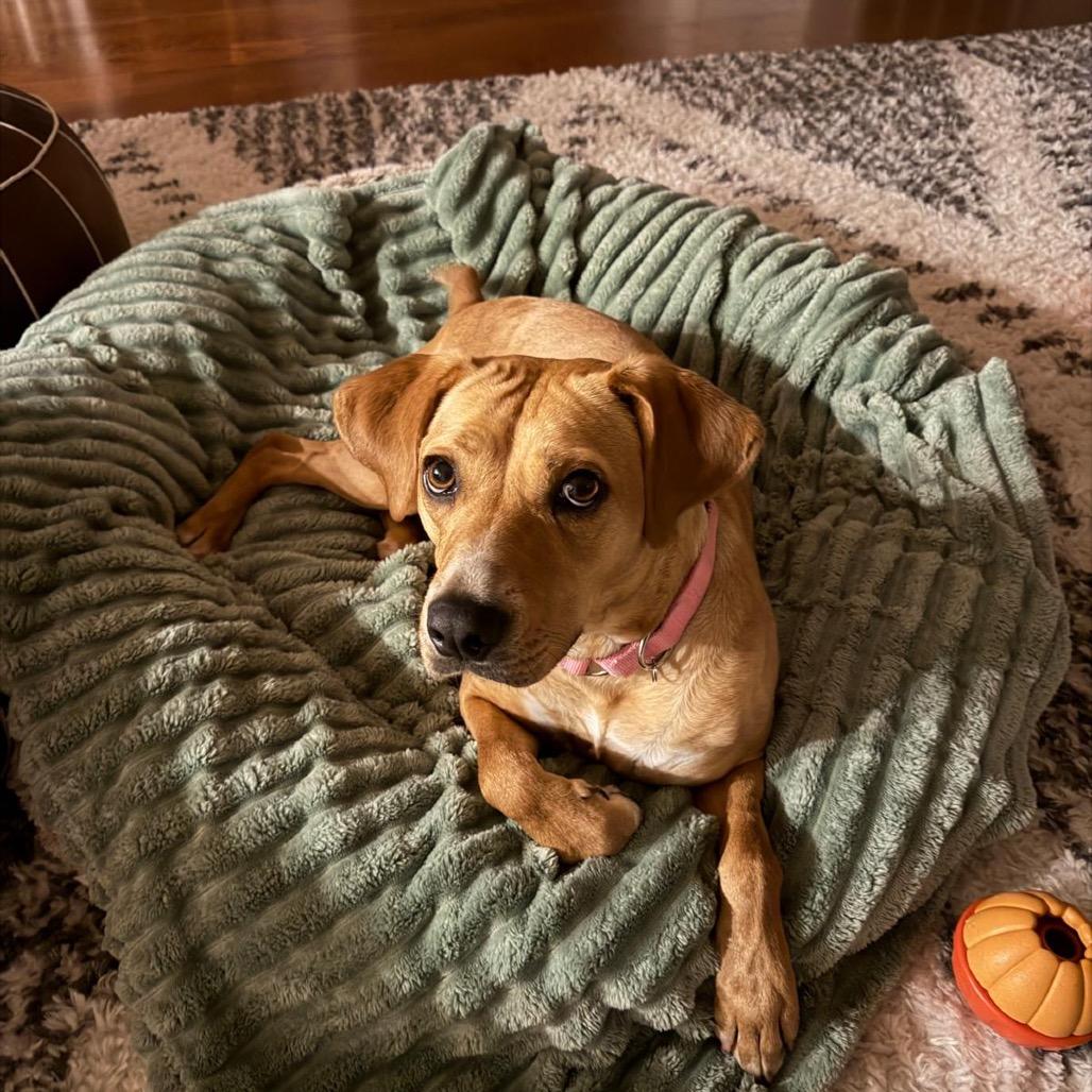 Enlarge Blondie, a Adoptable mixed breed in Tuscaloosa, AL image 6/6