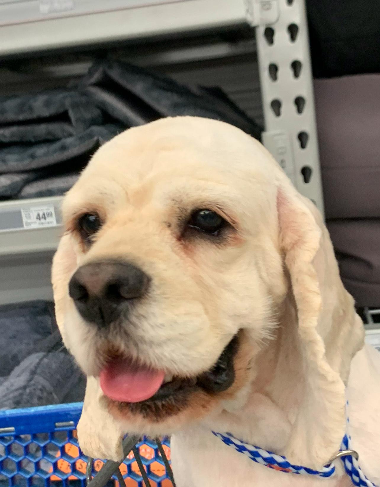 Enlarge Lady Blond, a Adoptable Cocker Spaniel in Land O Lakes, FL image 1/1