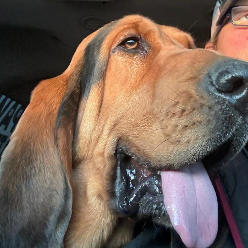 Bojangles thumbnail 2