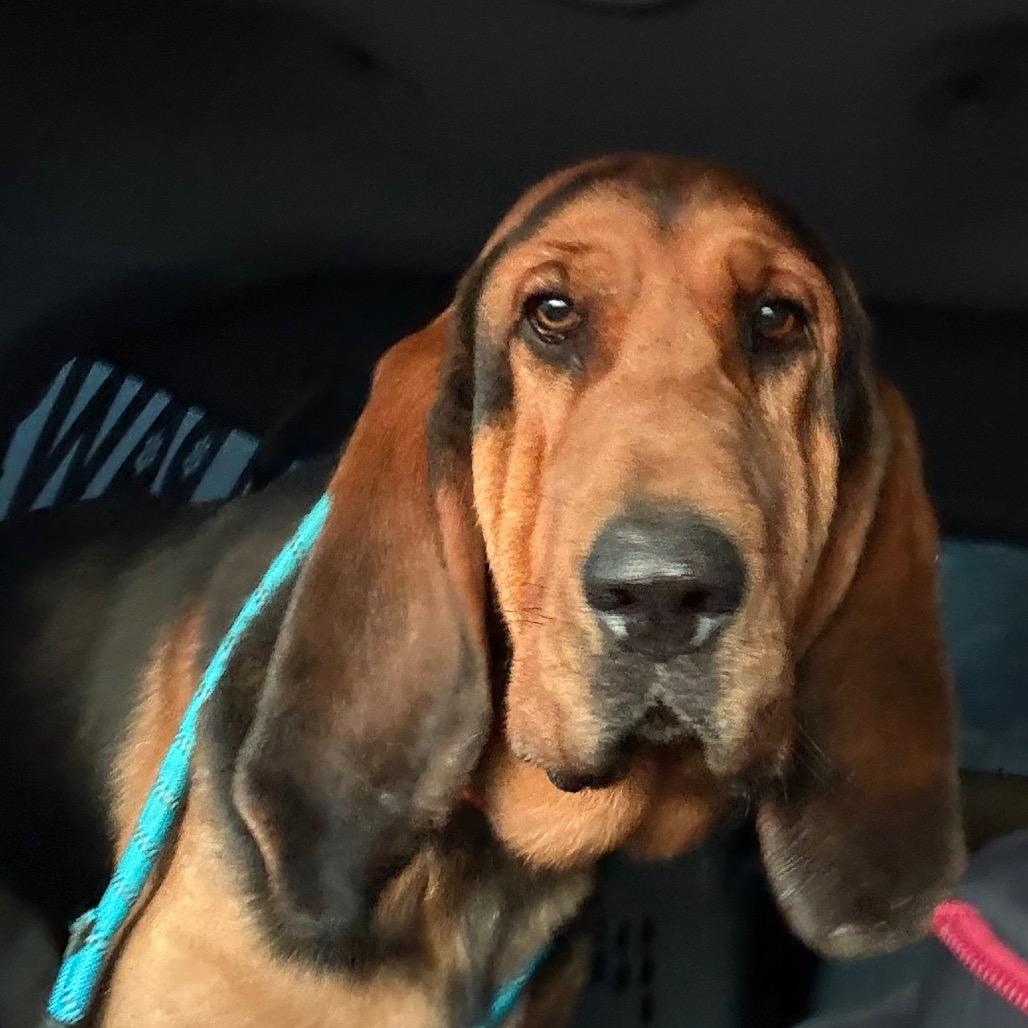 Bojangles thumbnail 3