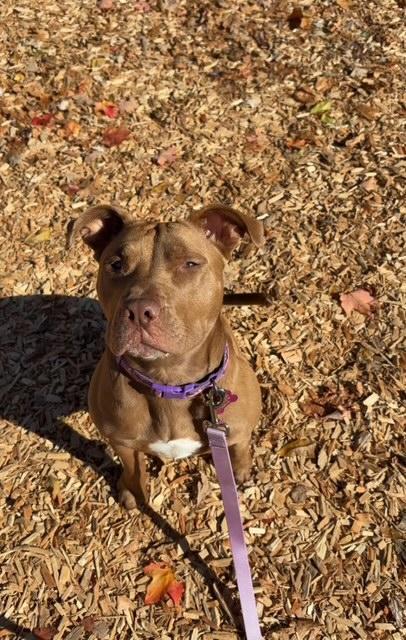 Kassie girl! Sweetest angel!, adoptable, Young Female Pit Bull Terrier.