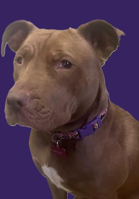 Kassie girl! Sweetest angel!, an adoptable Pit Bull Terrier in RUSSIAVILLE, IN image 2/5