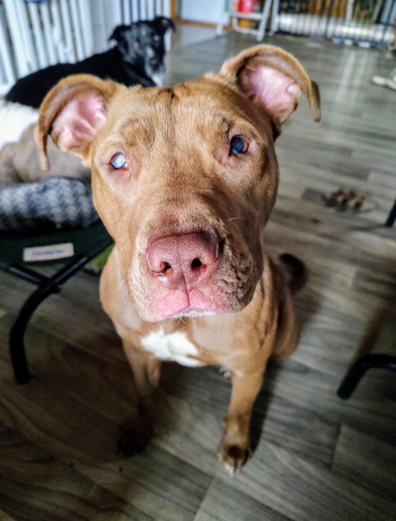 Kassie girl! Sweetest angel!, adoptable, Young Female Pit Bull Terrier.