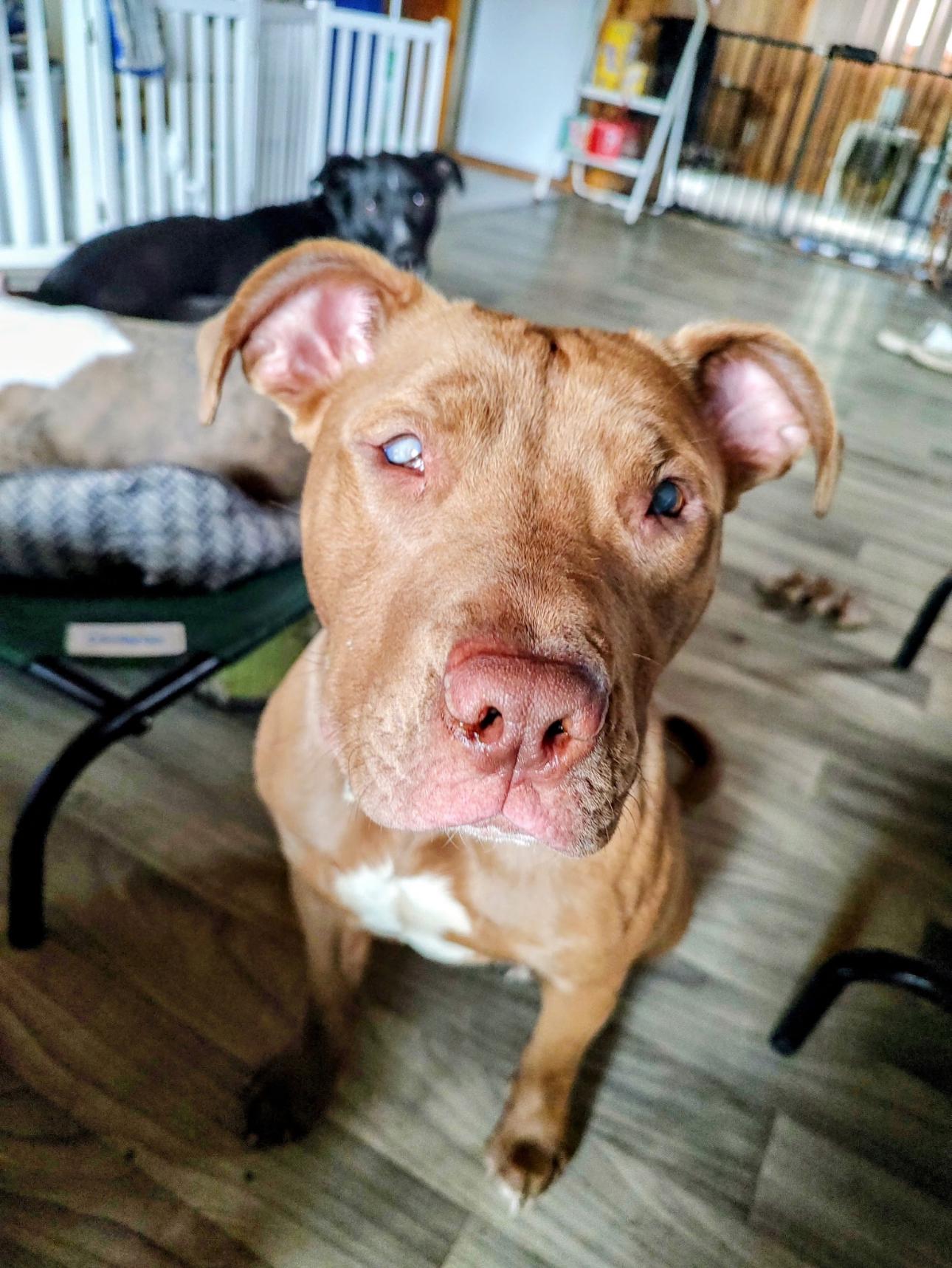 Enlarge Kassie girl! Sweetest angel!, an adoptable Pit Bull Terrier in RUSSIAVILLE, IN image 2/2