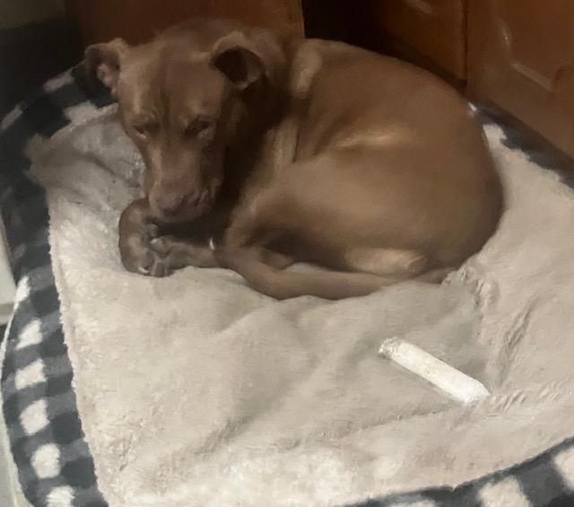 Kassie girl! Sweetest angel!, an adoptable Pit Bull Terrier in RUSSIAVILLE, IN image 5/5