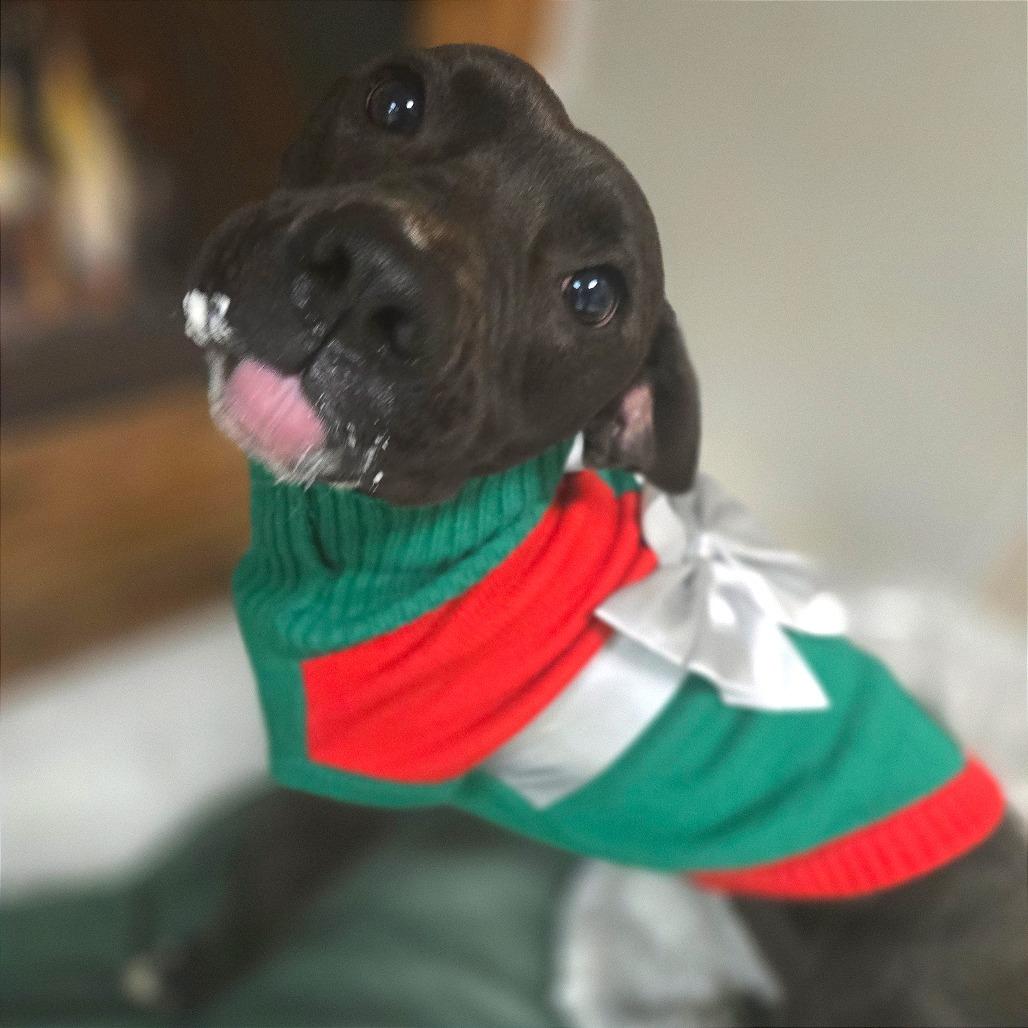 Molly, Adoptable, Adult Female Mixed Breed.